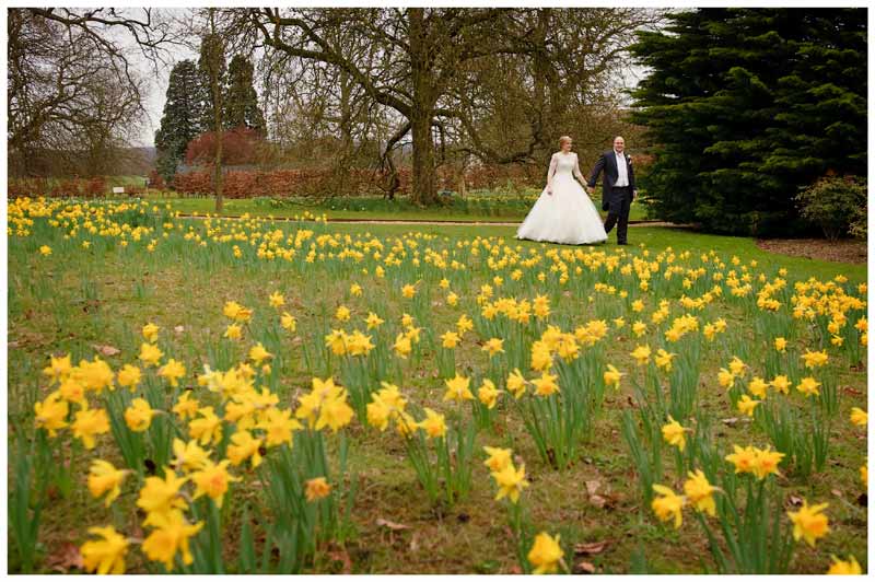 bride and groom walking past daffodils in gardens of woburn sculpture gallery 