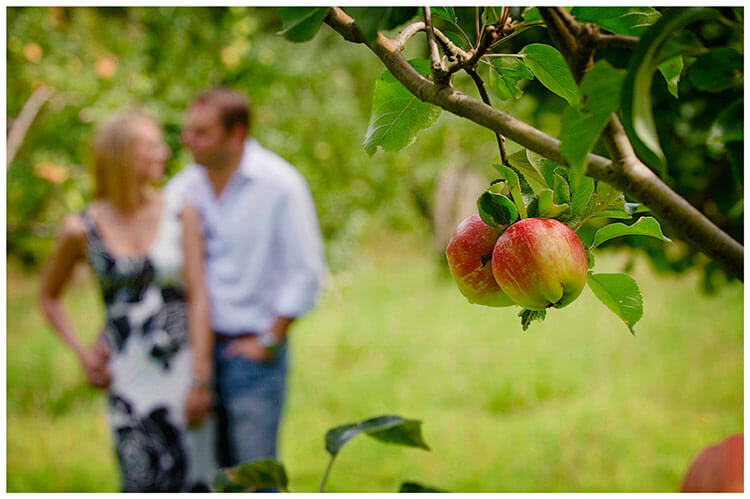 Pre-Wedding Photography shoot in Cambridgeshire apples on tree couple embrace in background