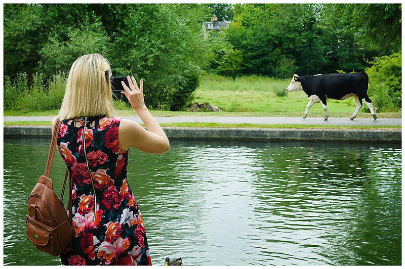 Wedding guest takes photo of unexpected guest Cow