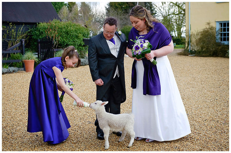 South Farm wedding feeding the lamb